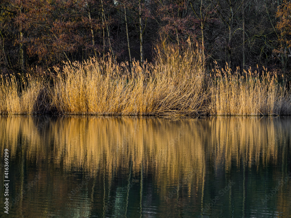Landscape at lake, dry reeds symmetrically reflected in water Landscape at lake, dry reeds symmetrically reflected in water