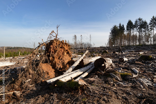 Umgestürzter Baum 2