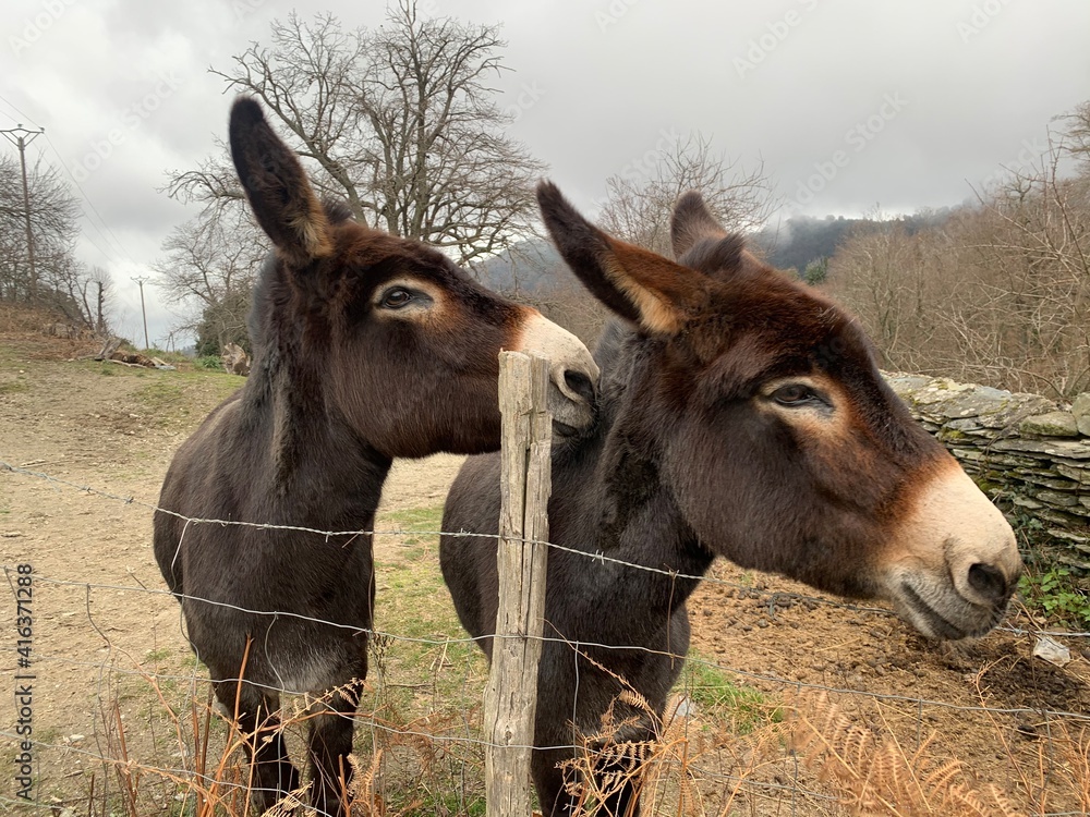 donkeys Corsica France