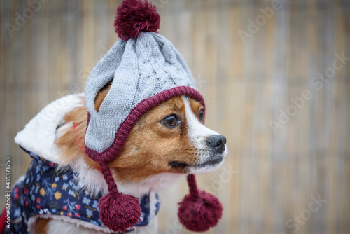 Dog from a dog shelter poses in a blouse with a hat and scarf. It was a humanitarian action for helping a stray dogs