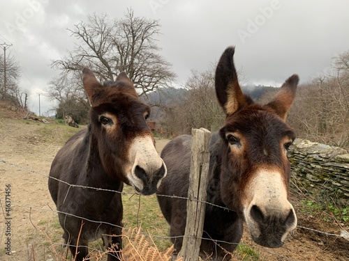 Donkeys Corsica France