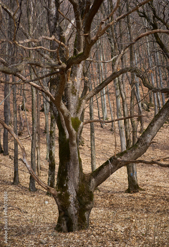 Barren trees in the winter