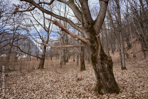 Tela Barren trees in the winter