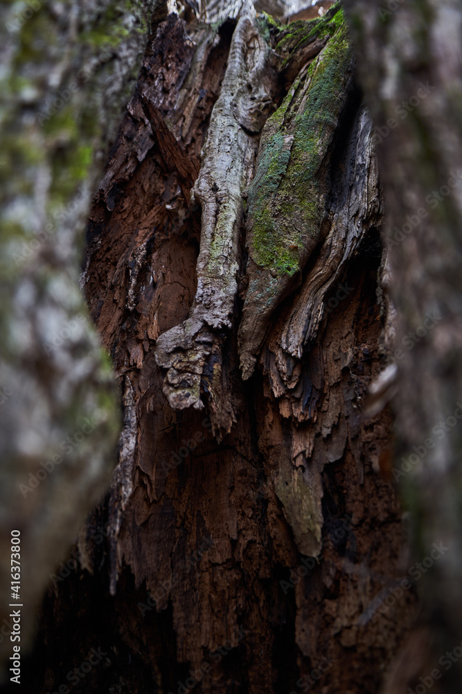 Fototapeta premium Tree bark with moss