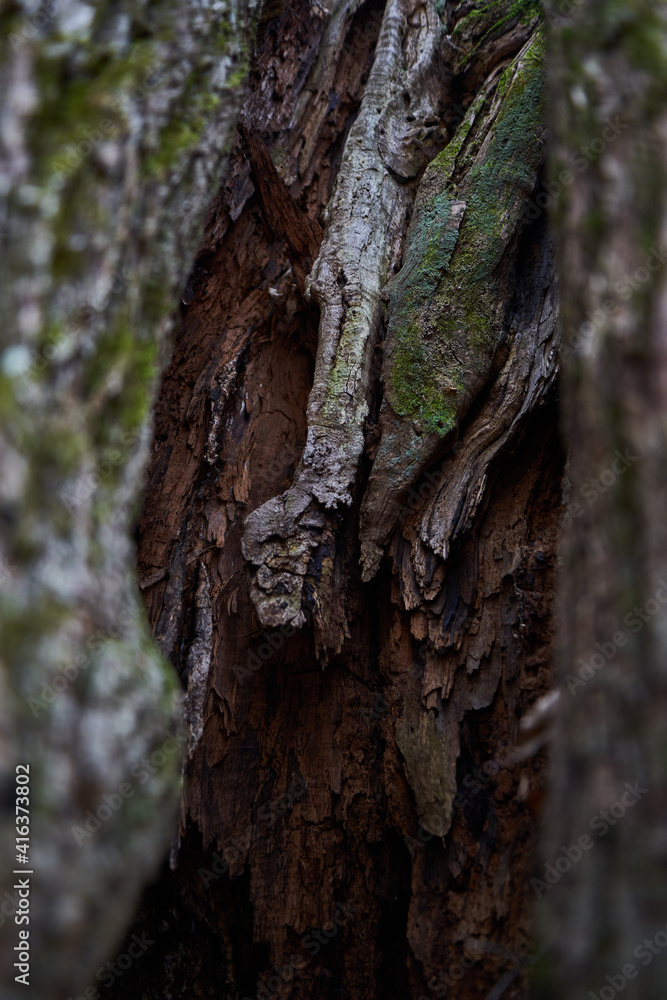 Tree bark with moss