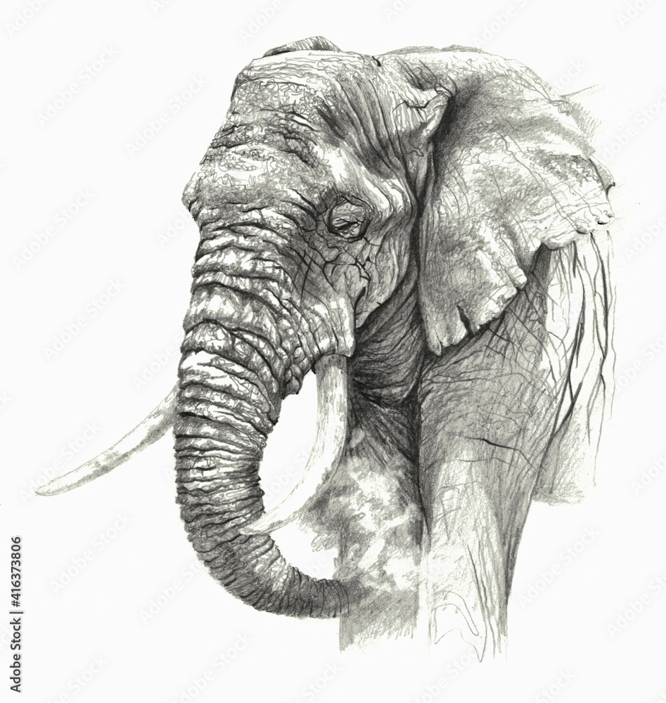 African elephant isolated on white background. Pencil drawing ...