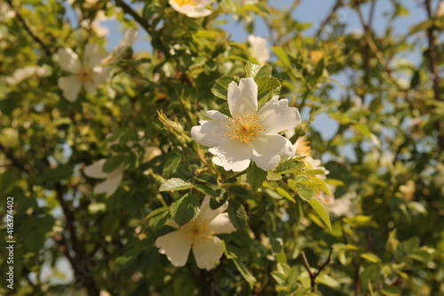 a wild rose plant with white flowers closeup in nature in holland in springtime