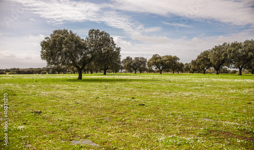 Tableau sur toile Open field of the Extremadura dehesa in spring with a holm oak in the center
