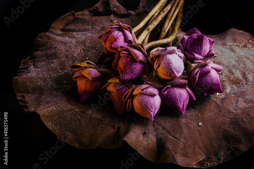 still life lotus flower isolated on black background