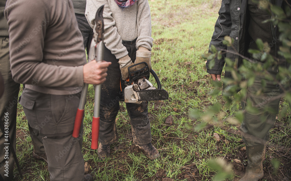 Forestry technician pruning holm oak tree with chainsaw in the field. Forest agent and manager of the environment Forestry technician pruning holm oak tree with chainsaw in the field. Forest agent and manager of the environment