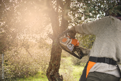 Forestry technician pruning holm oak tree with chainsaw in the field. Forest agent and manager of the environment