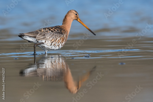 Black-tailed godwits (Limosa limosa) standing in shallow water of the wetlands, photo was taken in the Netherlands.