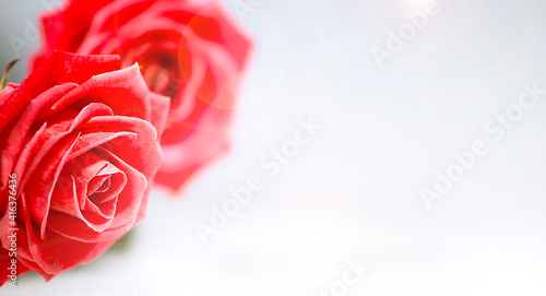 Red roses isolated on bright background, Beautiful flowers, Romantic Theme, Symbol of Love, Blossom of red roses, Banner with red flowers.