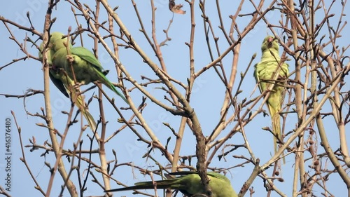 Halsbandsittich (Psittacula krameri) in Wiesbaden im Schlosspark Biebrich