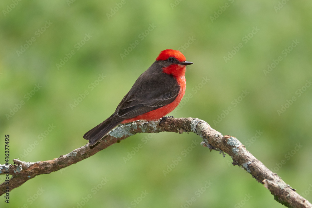 Männliches Rubinköpfchen - Pyrocephalus rubinus Männliches Rubinköpfchen - Pyrocephalus rubinus