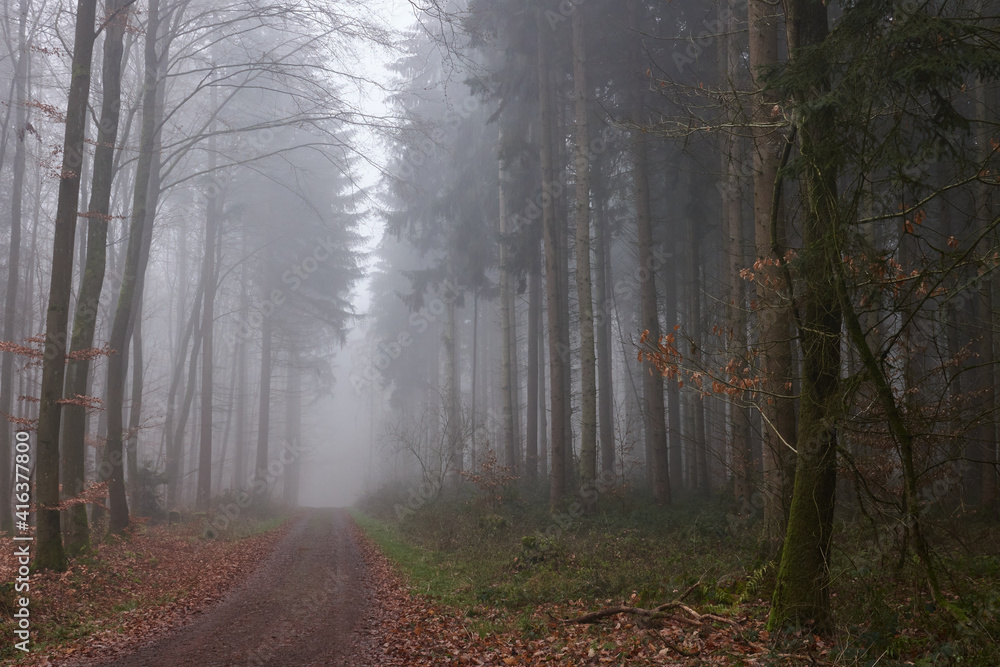 Obraz premium Licht und Schatten im nebligen Winterwald