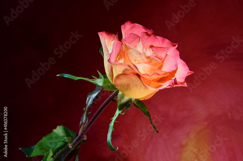 red rose on red background
