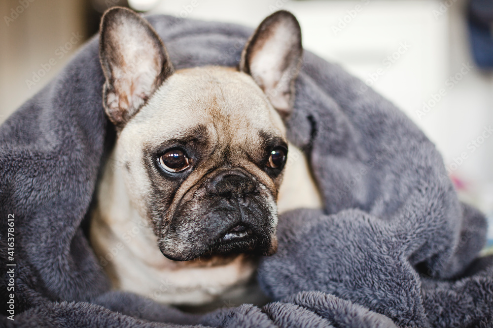 Beautiful Dog wrapped in a blanket sitting on the Bed. Cute Adorable French Bulldog. 