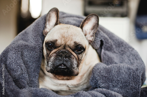 Beautiful Dog wrapped in a blanket sitting on the Bed. Cute Adorable French Bulldog.  © Ewelina Thepphaboot