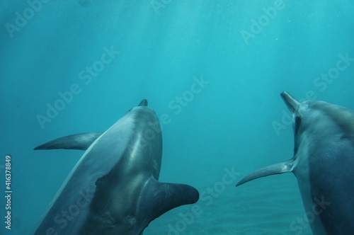 Close up with Wild Spinner Dolphins in Hawaii  © EMMEFFCEE 