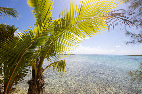 Palm Trees on a tropical island