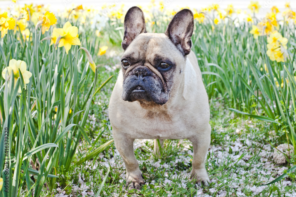 Cute French Bulldog among flowers. Dog and Daffodils flowers. Springtime lovely time. 
