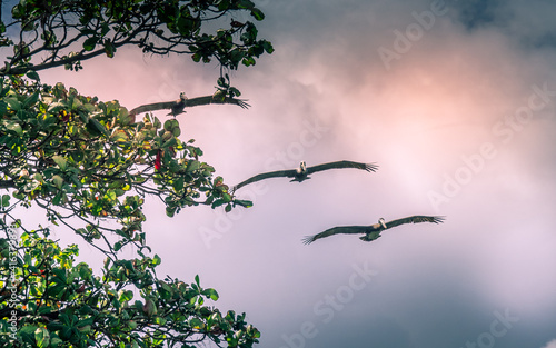 Pellicans Martinique
