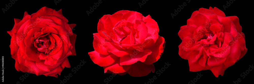 Three red roses. Isolated flowers on a black background. Lush rosebuds with beautiful petals Three red roses. Isolated flowers on a black background. Lush rosebuds with beautiful petals