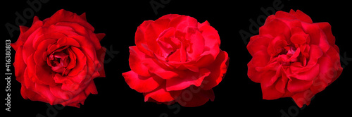 Three red roses. Isolated flowers on a black background. Lush rosebuds with beautiful petals 