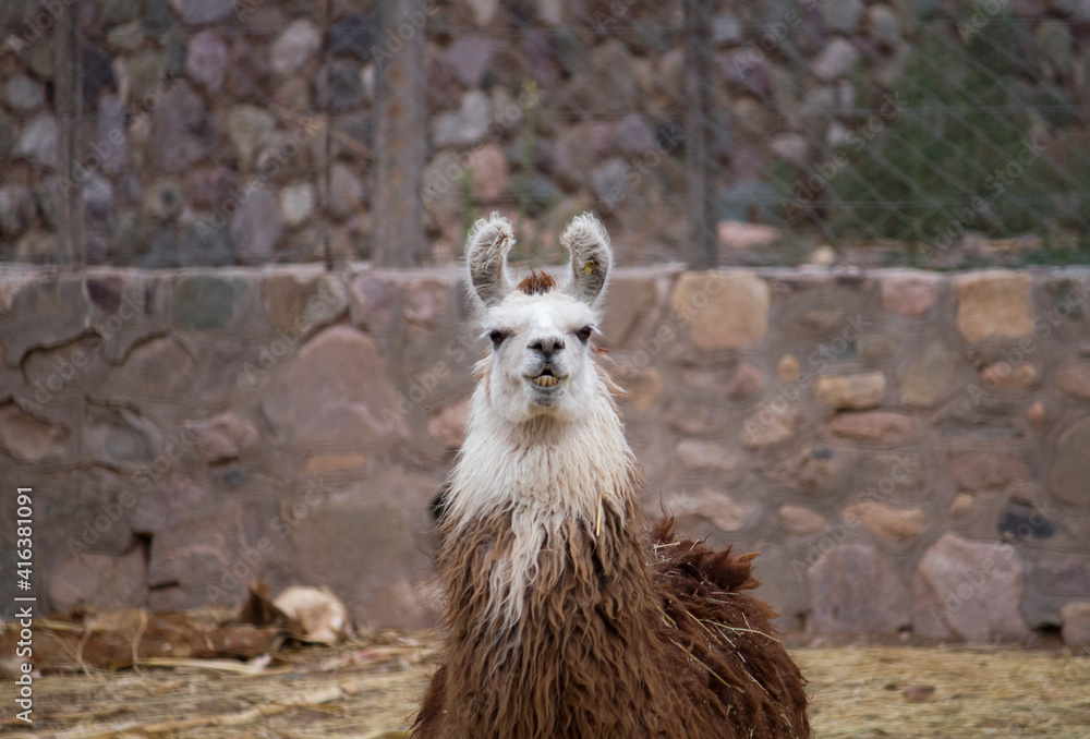 Andean wildlife. Portrait of a llama kept in captivity. Its brown and white fur, long neck, alert ears and smiling muzzle, looking at camera. 