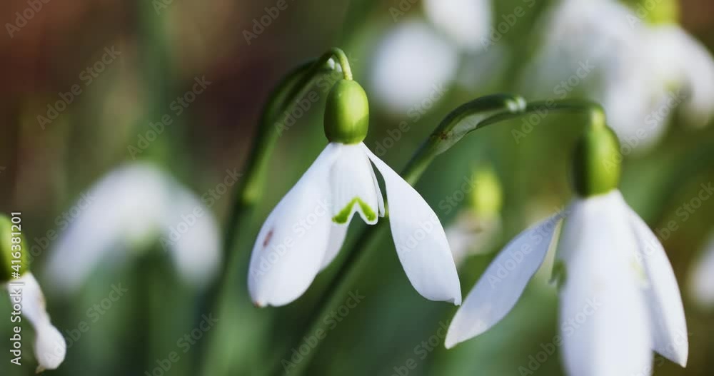 Close-up of the snowdrop, Galanthus nivalis Close-up of the snowdrop, Galanthus nivalis