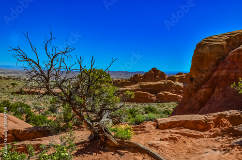 Dry tree against the background of an Eroded landscape, Arches National Park, Moab, Utah, US