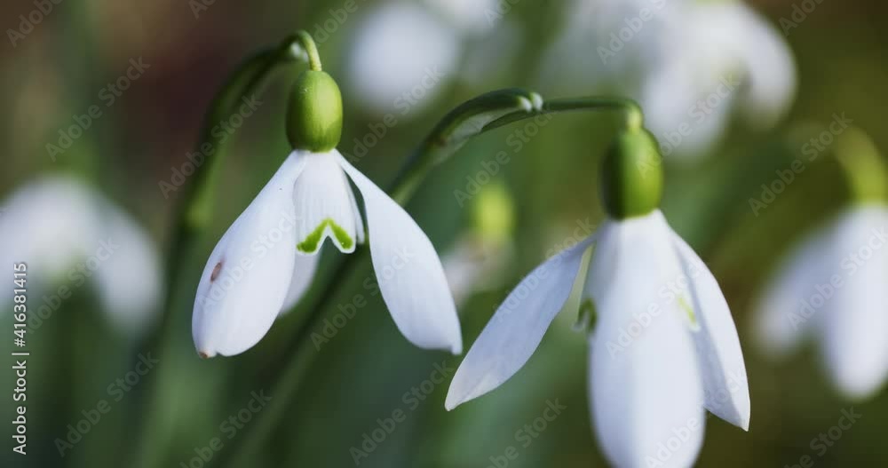 Close-up of the snowdrop, Galanthus nivalis Close-up of the snowdrop, Galanthus nivalis
