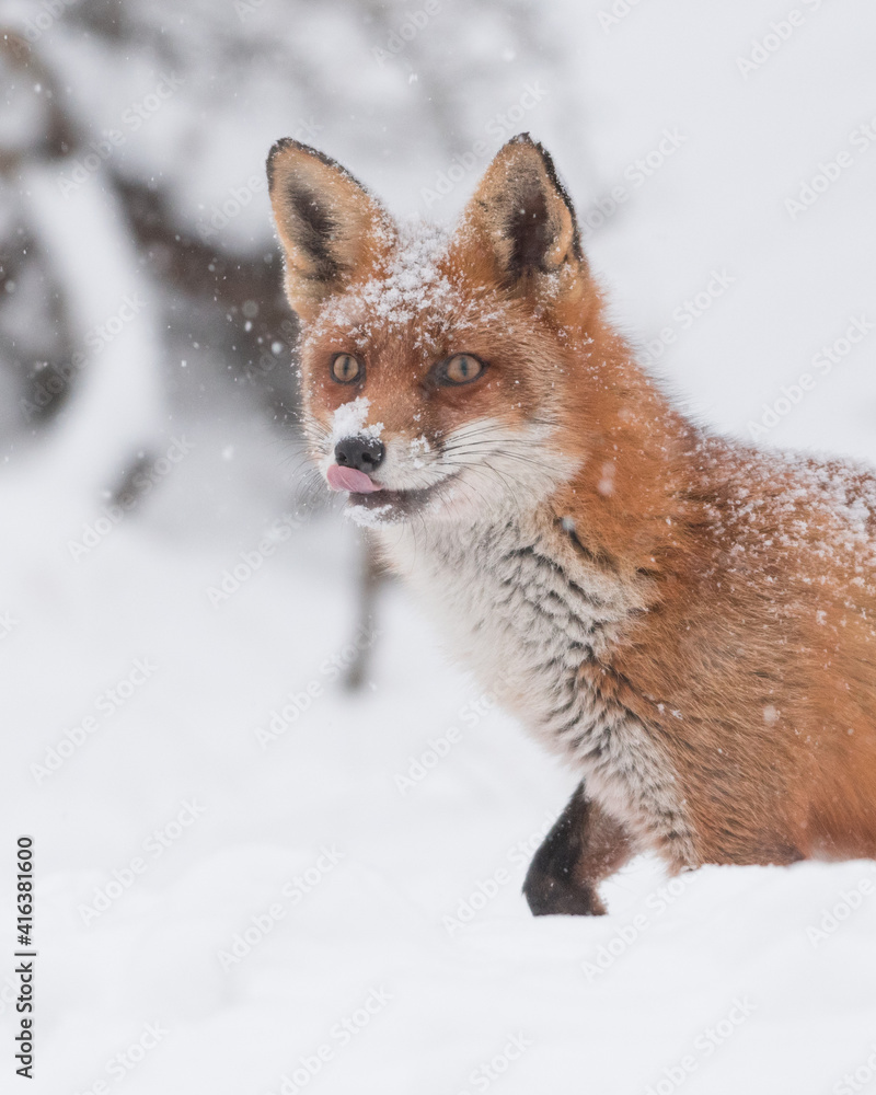 Red fox in the snowy world with freshly fallen snow. 
Photographed in the dunes of the Netherlands.