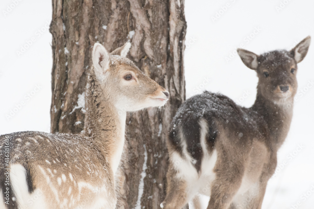 Fallow deer in the snowy world with freshly fallen snow. Photographed in the dunes of the Netherlands. Fallow deer in the snowy world with freshly fallen snow. Photographed in the dunes of the Netherlands.