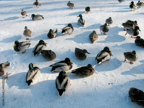 The ducks, cold and hungry, came out of the water and gathered together on a cold winter day