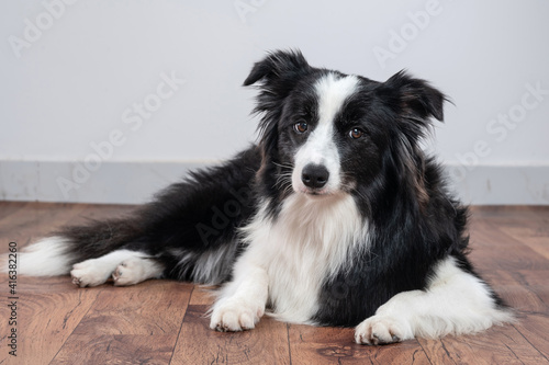 beautiful and young border collie dog lying dow at home © Elayne