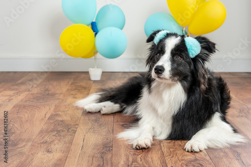 border collie dog lying on the floor with ballons at background © Elayne