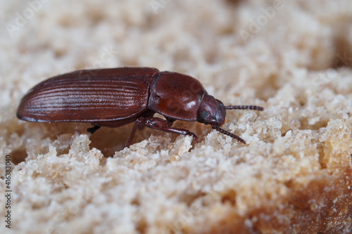 mehlkäfer, tenebrio molitor, als nahaufnahme sitzt auf brot photo