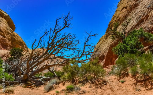 Dry tree against the background of an Eroded landscape, Arches National Park, Moab, Utah, US