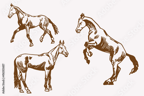 vintage vector set of graphical horses illustration