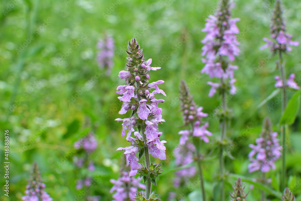 Stachys palustris grows among grasses in nature Stachys palustris grows among grasses in nature