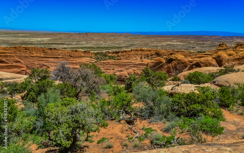 A tree on the background of an Eroded landscape, Arches National Park, Moab, Utah, US