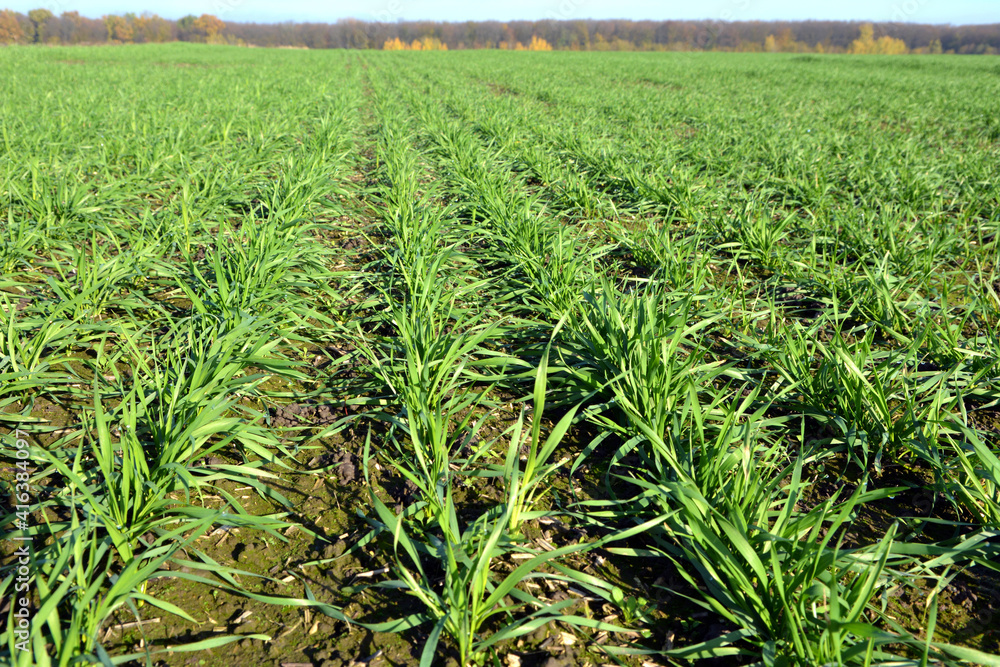 Obraz premium Winter wheat sowings