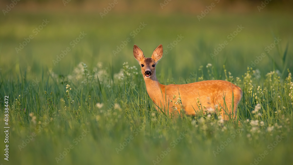 Fototapeta premium Roe deer, capreolus capreolus, looking from flowers and grass in summer sunlight. Female animal standing on meadow in sunshine. Wild mammal watching on pasture.