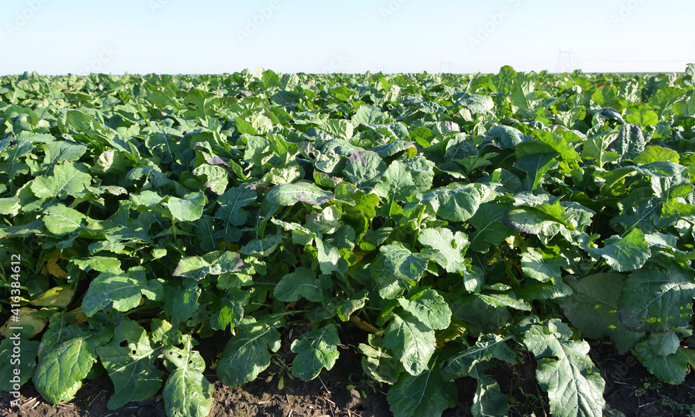 In the autumn field grows winter rape In the autumn field grows winter rape
