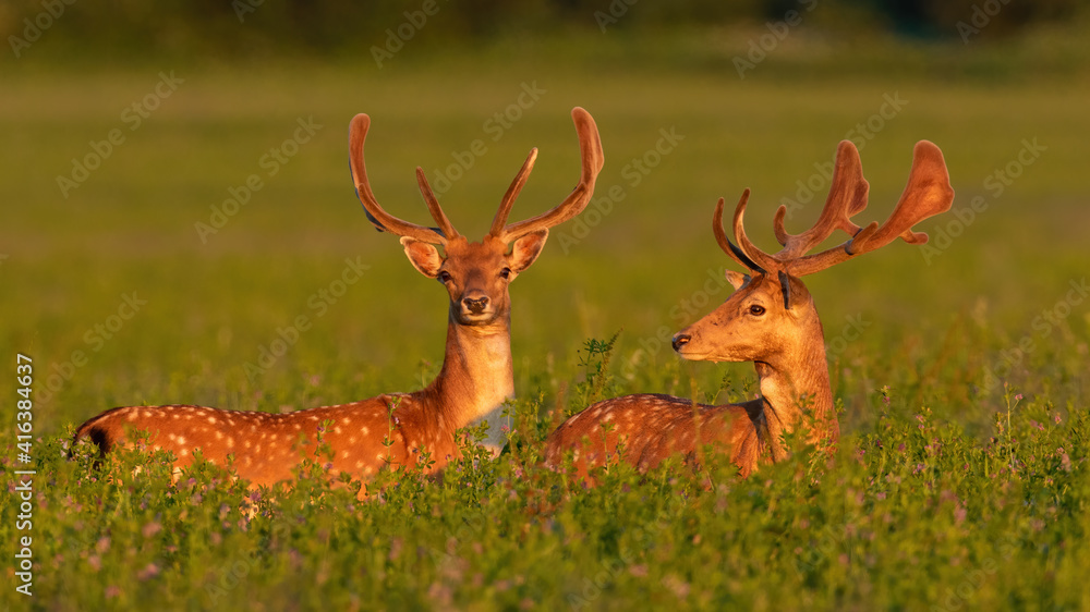 Obraz premium Two fallow deer, dama dama, standing on meadow in spring sunset. Pair of mammals with growing veltvet antlers looking in flowers in sunlight. Spotted animals watching on field in golden hour.
