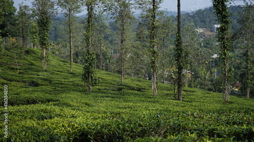 tea garden in Wayanad, Kerala