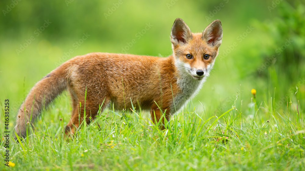 Fototapeta premium Red fox, vulpes vulpes, cub looking to the camera on sunny meadow in summer. Young mammal standing on field in sunlight. Little animal watching on flowered glade.