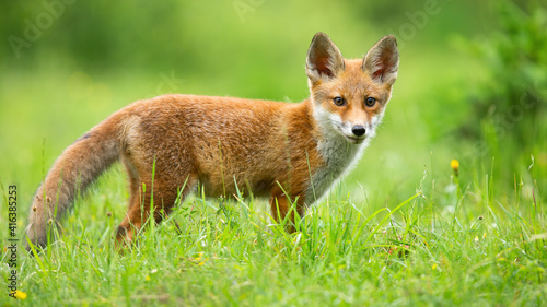 Red fox, vulpes vulpes, cub looking to the camera on sunny meadow in summer. Young mammal standing on field in sunlight. Little animal watching on flowered glade. © WildMedia